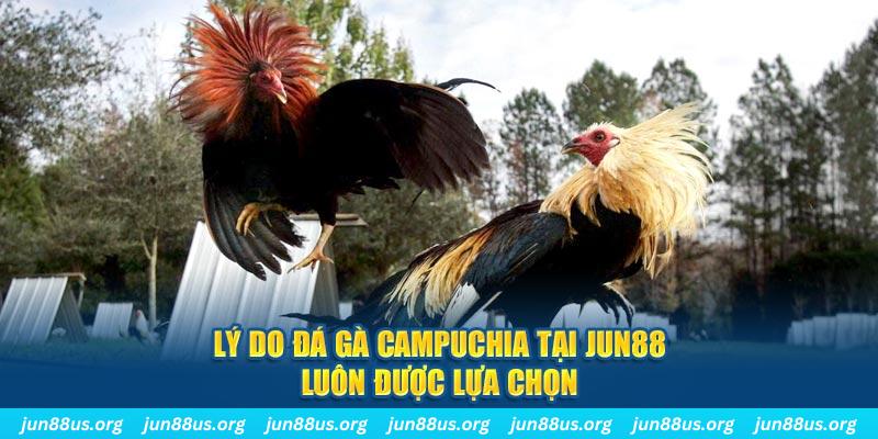 máy bay cá cược