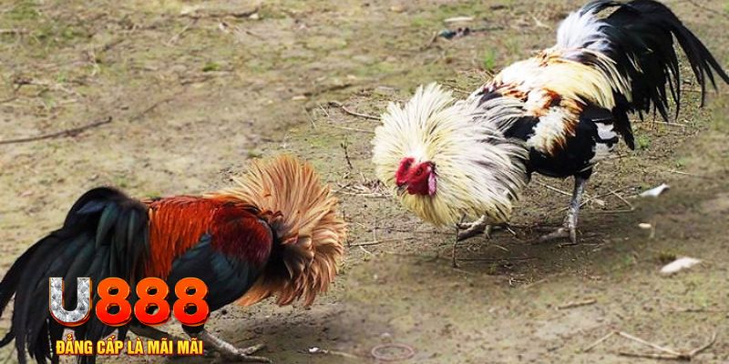 w88 club xổ số thứ ba